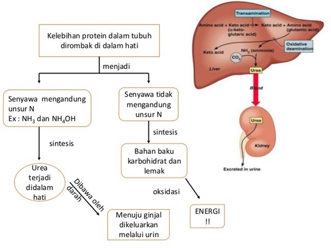 Perlukah Mengonsumsi Banyak Protein Asosiasi Pelatih Kebugaran Indonesia