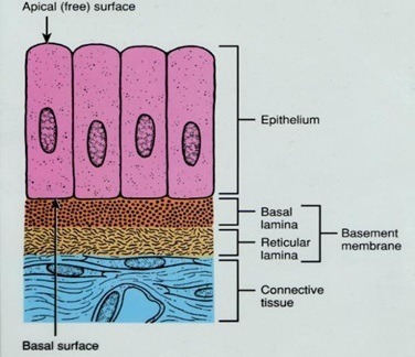 Basal Lamina Structure